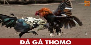 Tại Sao Nên Chơi Đá Gà Thomo Trên Alo798?