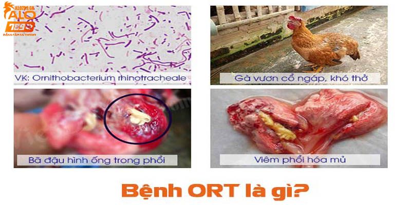 Bệnh ORT ở gà là gì