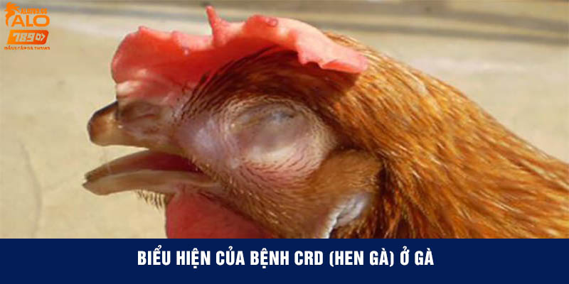 Biểu hiện của bệnh CRD (Hen gà) ở gà