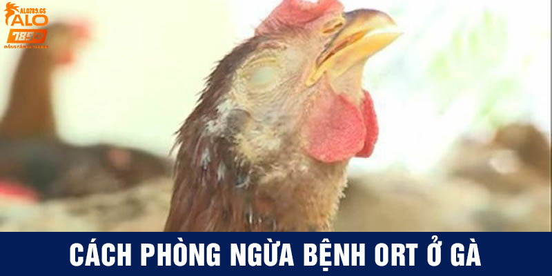 Cách phòng ngừa bệnh ORT ở gà