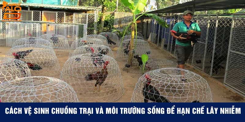 Cách vệ sinh chuồng trại và môi trường sống để hạn chế lây nhiễm cầu trùng