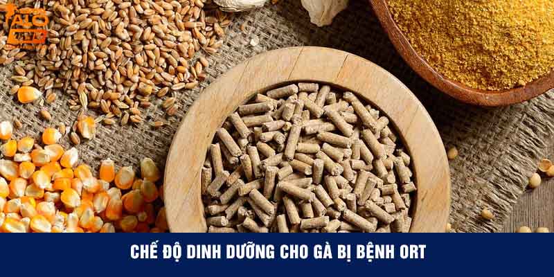 Chế độ dinh dưỡng cho gà bị bệnh ORT