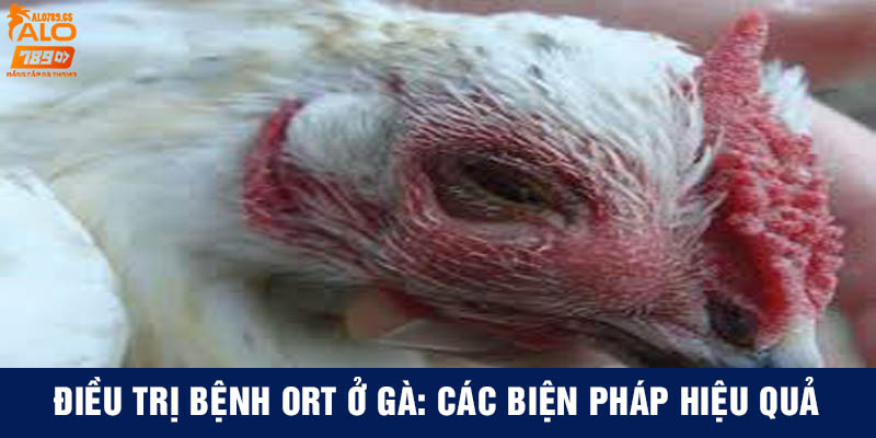 Điều trị bệnh ORT ở gà: Các biện pháp hiệu quả