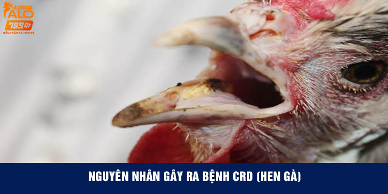 Nguyên nhân gây ra bệnh CRD (Hen gà)