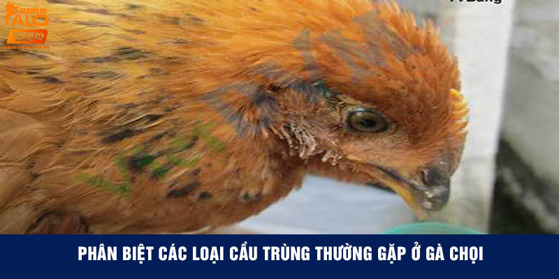 Phân biệt các loại cầu trùng thường gặp ở gà chọi