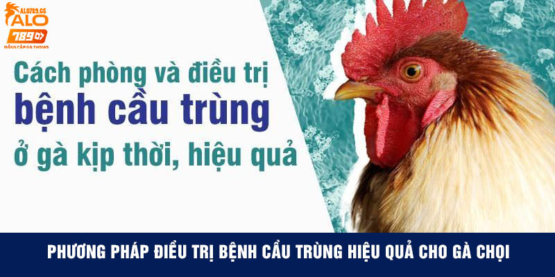 Phương pháp điều trị bệnh cầu trùng hiệu quả cho gà chọi