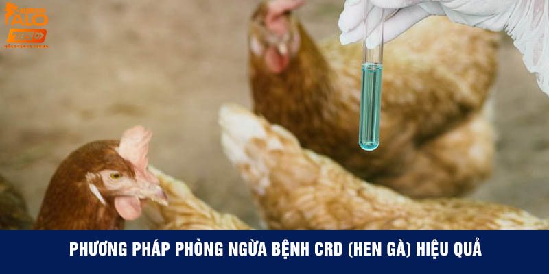 Phương pháp phòng ngừa bệnh CRD (Hen gà) hiệu quả