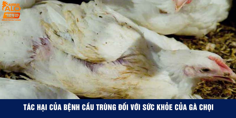 Tác hại của bệnh cầu trùng đối với sức khỏe và năng suất của gà chọi