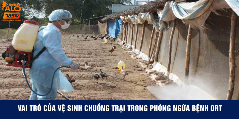 Vai trò của vệ sinh chuồng trại trong phòng ngừa bệnh ORT